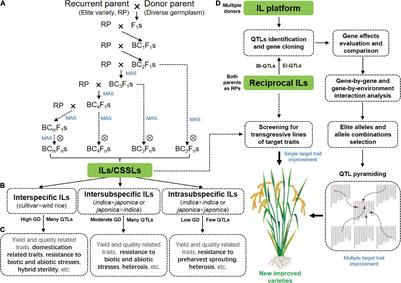 Introgression Lines: Valuable Resources for Functional Genomics Research and Breeding in Rice (Oryza sativa L.)